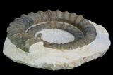 Devonian Ammonite (Anetoceras) - Morocco #99948-2